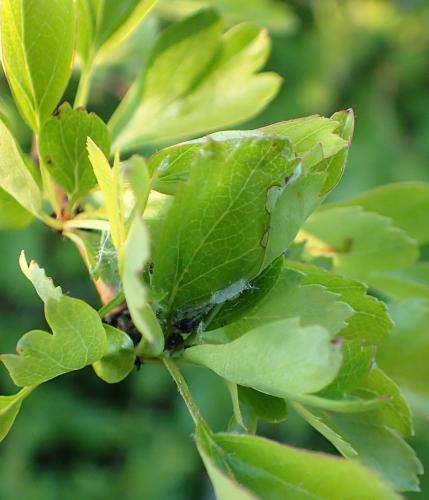 Hedya nubiferana